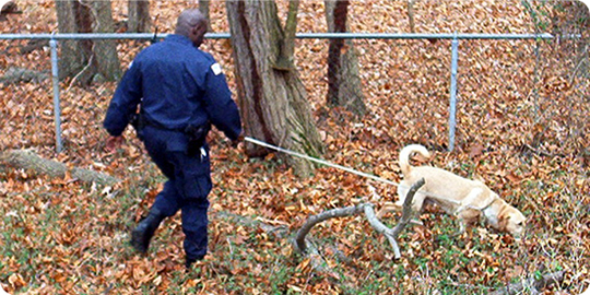 Canine & Officer