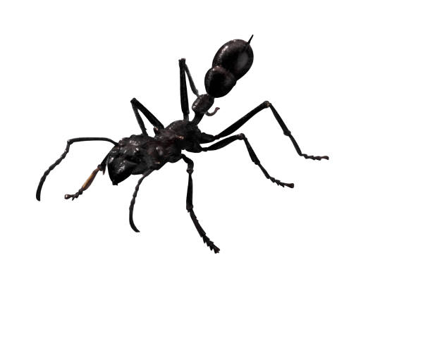 Ant