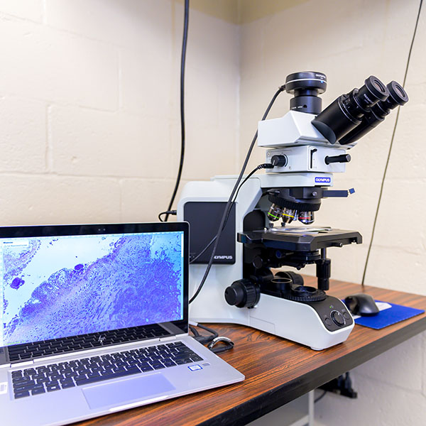 Pathology Image - microscope