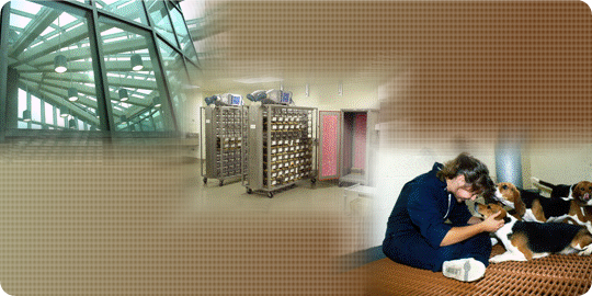 Montage of building and person with beagles