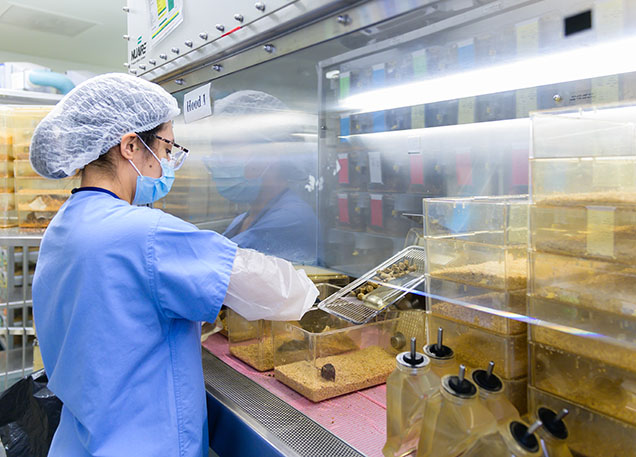 Animal husbandry technician changing cages image
