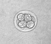 Cell division
