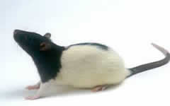 A laboratory rat
