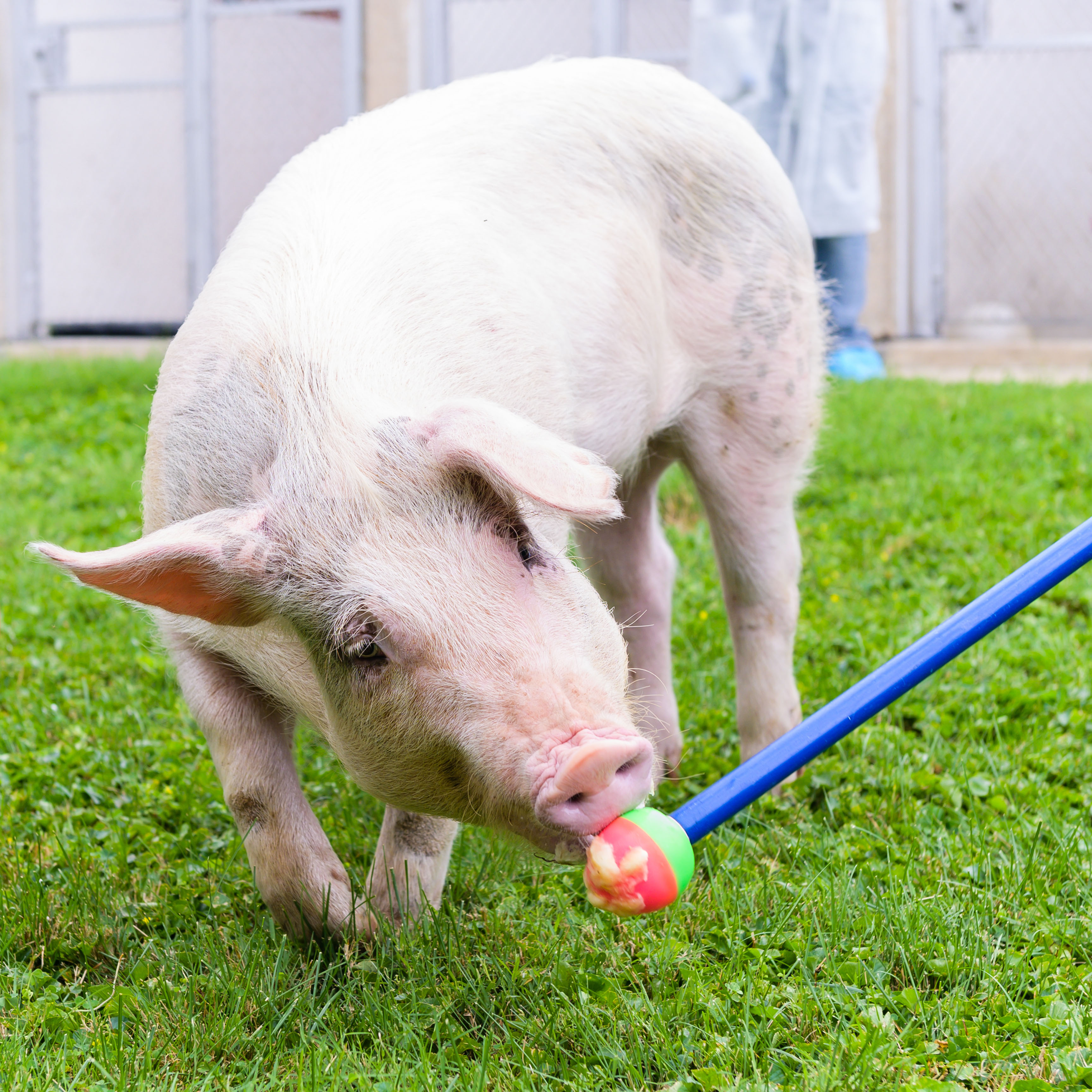 Pig with enrichment ball image