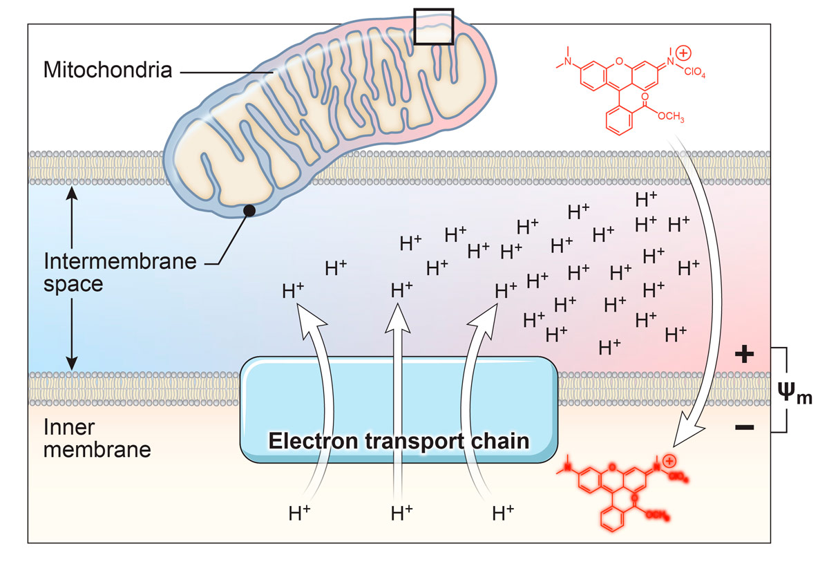 Mitochondrial membrane potential