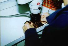 Person doing micromanipulation