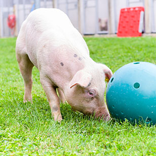 Pig with Enrichment Ball image